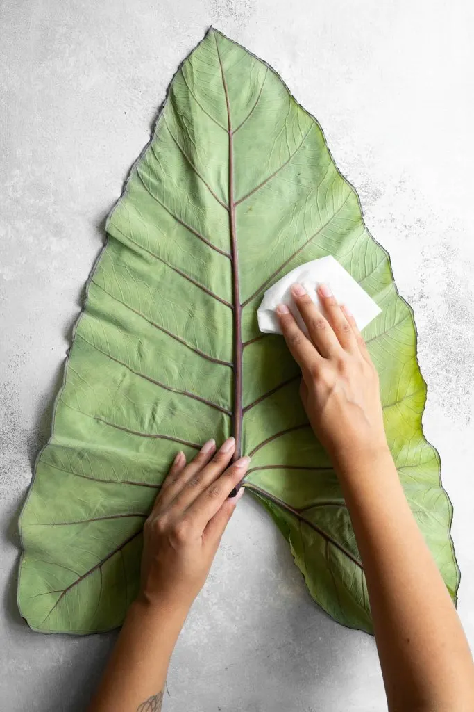 How to clean colocasia