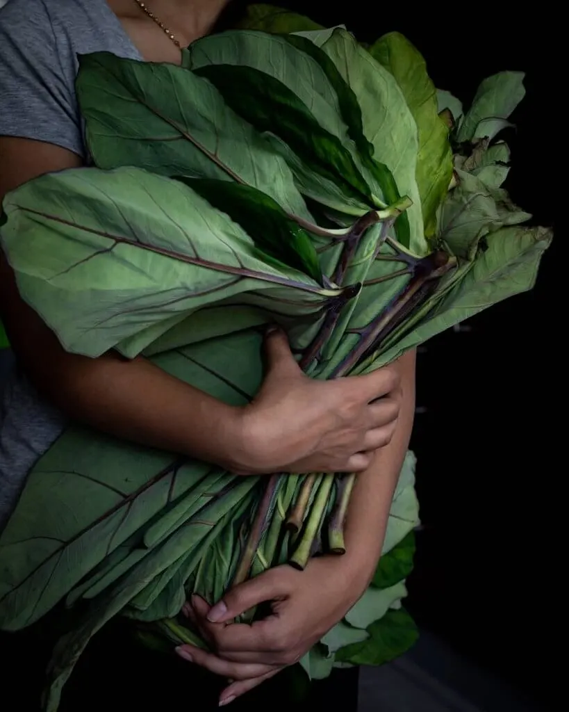 Fresh Colocasia Leaves - Elephant Ears - Taro Leaves