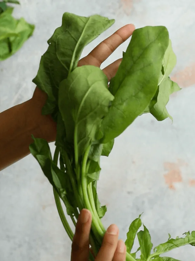 Spinach for saag